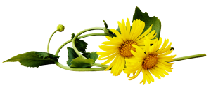 Dandelion PNG-12865